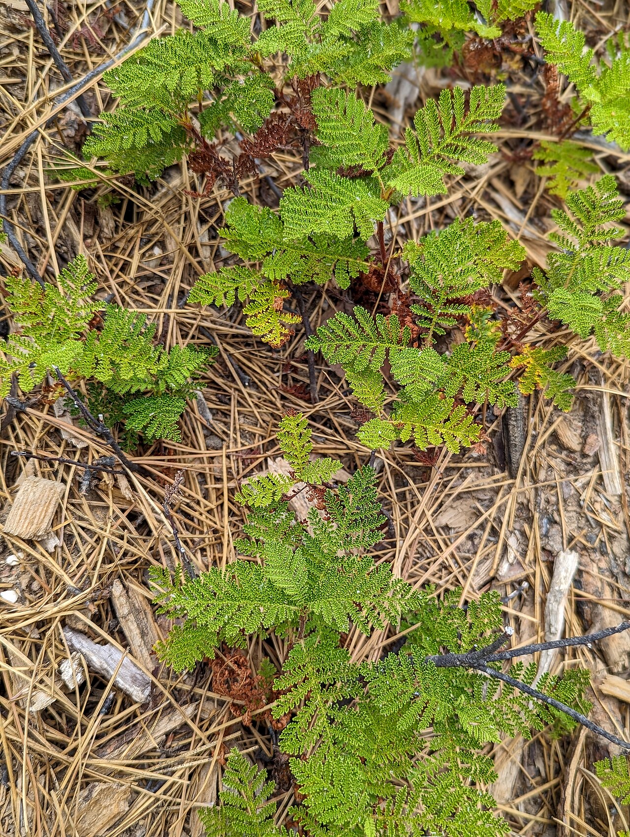 Mountain Misery (Chamaebatia foliolosa) - PlantNative.org Mountain misery (Chamaebatia foliolosa) fernlike foliage growing among pine needles on the forest floor