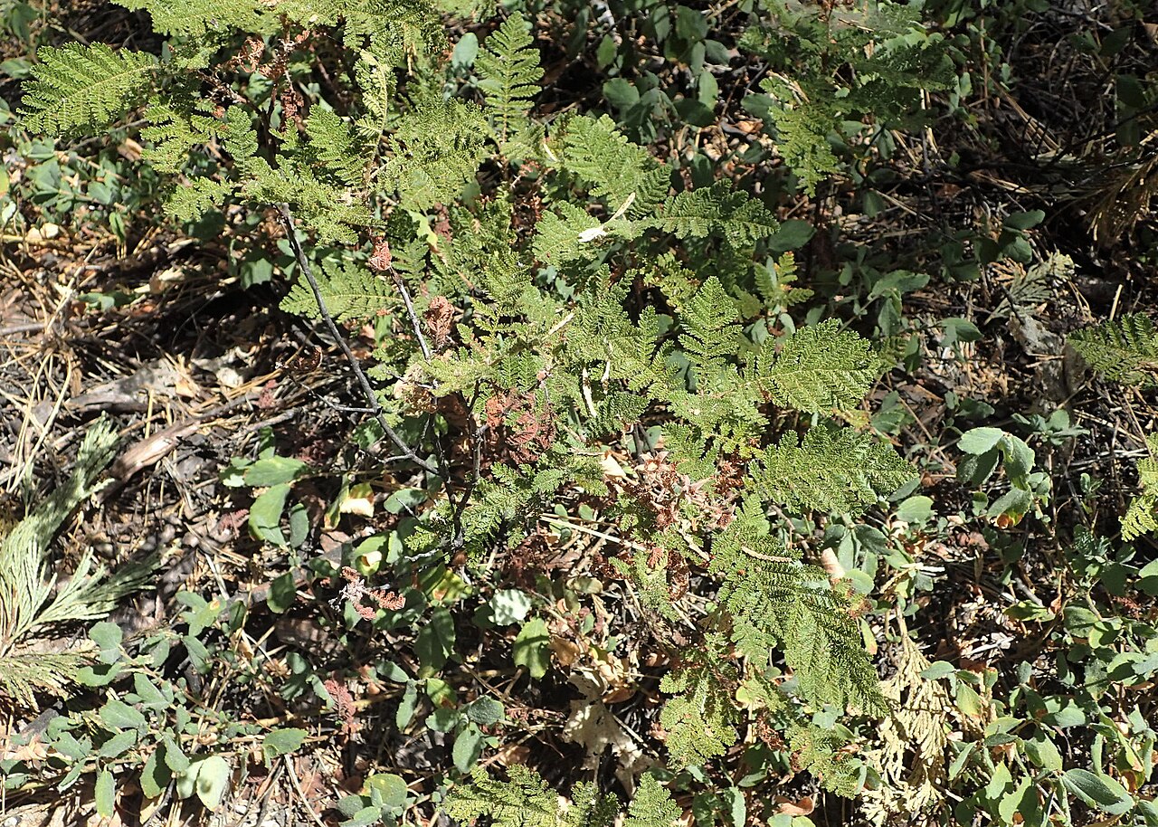 Mountain Misery (Chamaebatia foliolosa) - PlantNative.org Mountain misery (Chamaebatia foliolosa) forming a dense fernlike mat on the forest floor near Yosemite Valley, California