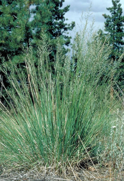 Dense clump of mountain muhly (Muhlenbergia montana) grass with fine seed heads growing in a ponderosa pine forest opening