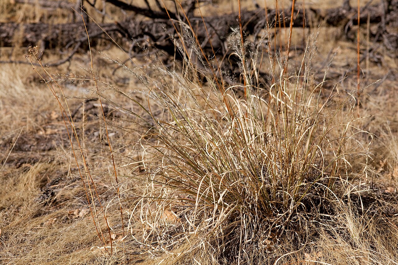 Dormant tan mountain muhly (Muhlenbergia montana) clump in a Southwestern forest opening in winter