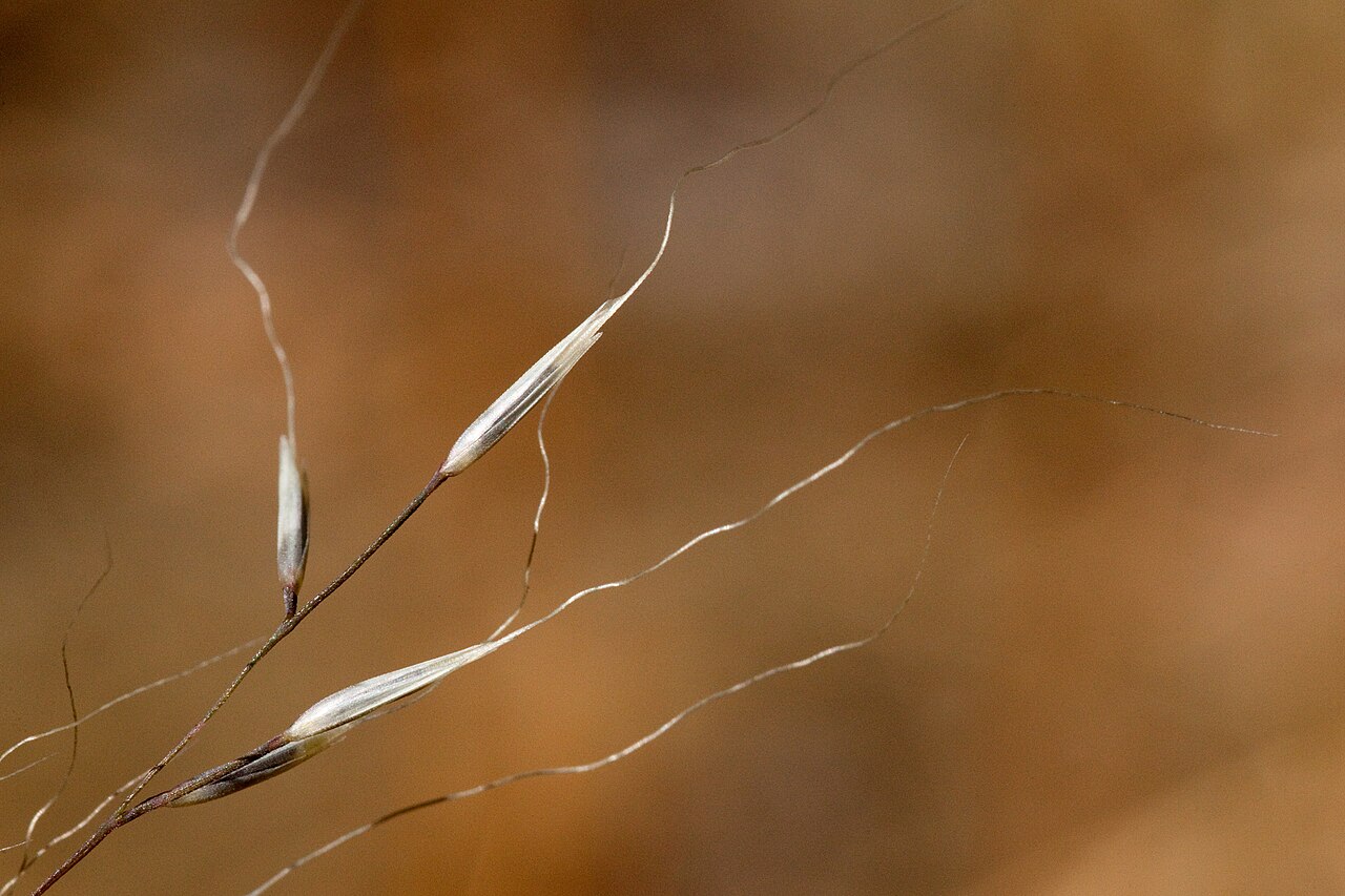 Close-up of mountain muhly (Muhlenbergia montana) seed head showing slender spikelets with short awns on long pedicels
