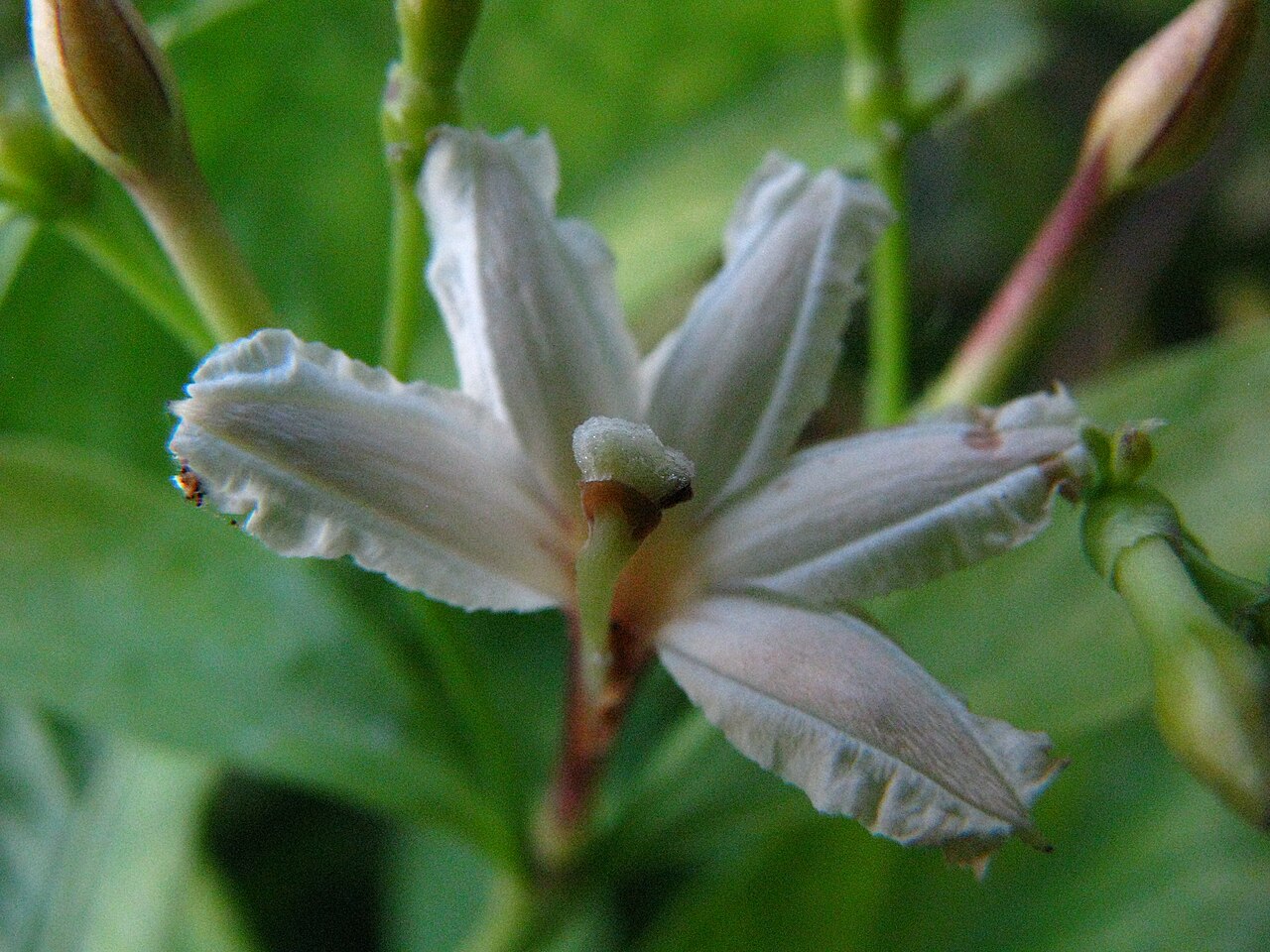 Mountain Naupaka (Scaevola gaudichaudiana) - PlantNative.org Close-up of a fragrant white Mountain Naupaka (Scaevola gaudichaudiana) half-flower showing its lopsided, splayed petals