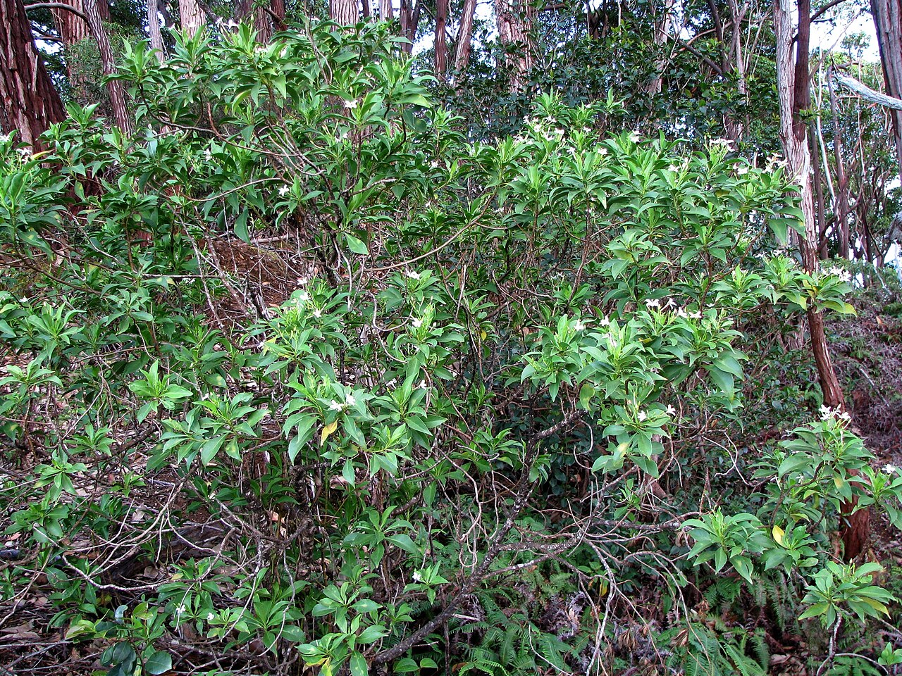 Mountain Naupaka (Scaevola gaudichaudiana) - PlantNative.org Mountain Naupaka (Scaevola gaudichaudiana) shrub with glossy toothed leaves growing along a wet forest trail on Oahu