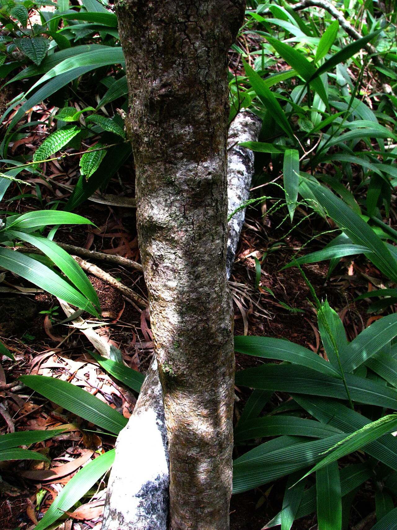 Mountain Naupaka (Scaevola gaudichaudiana) - PlantNative.org Trunk of a large, old Mountain Naupaka (Scaevola gaudichaudiana) shrub showing smooth grayish bark