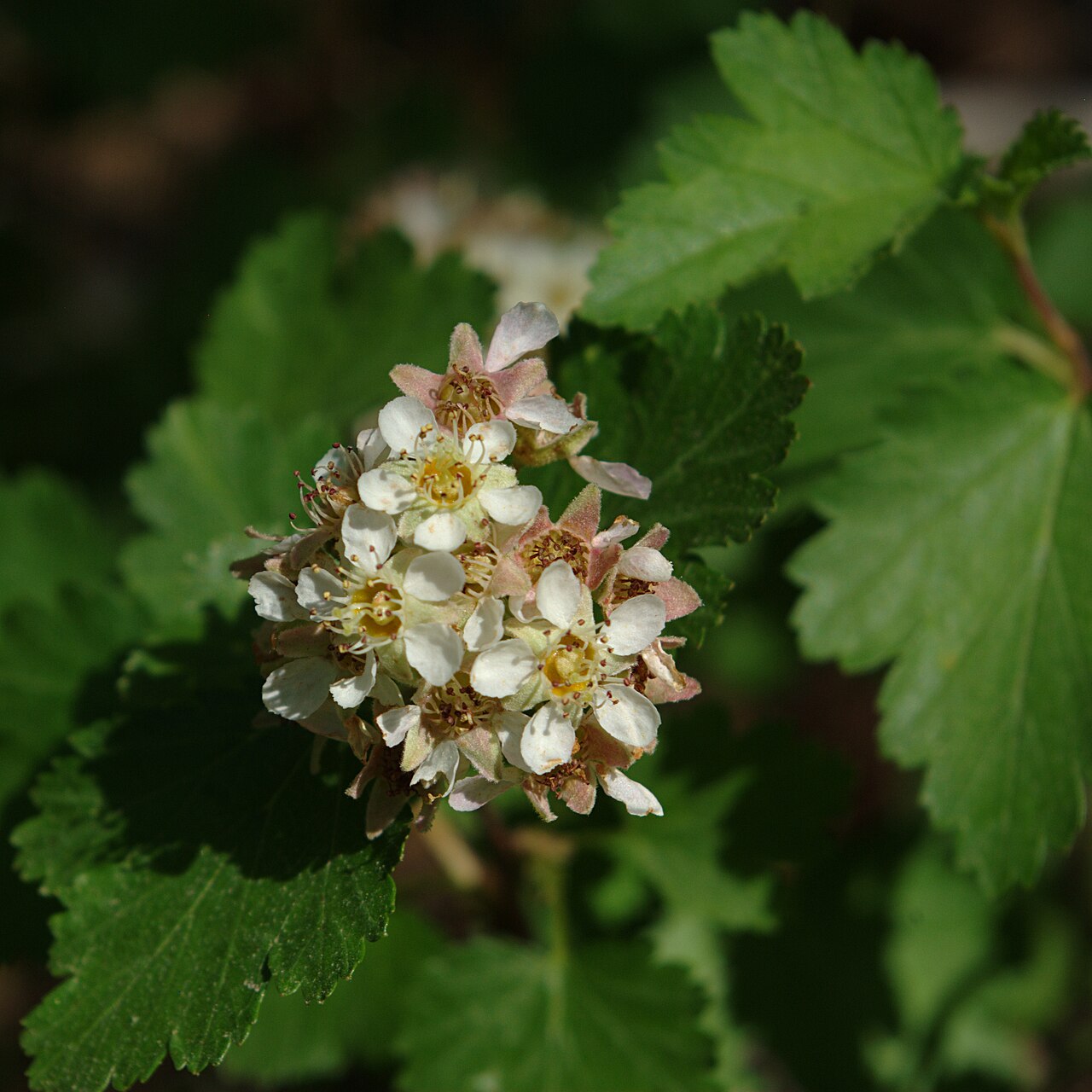 Mountain Ninebark (Physocarpus monogynus) cluster of small white flowers with pink-tinged buds among lobed, currant-like leaves in New Mexico