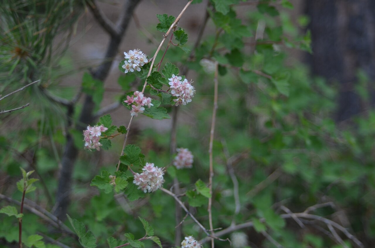 Mountain Ninebark (Physocarpus monogynus) shrub with slender arching stems and clusters of light pink flowers growing among pines