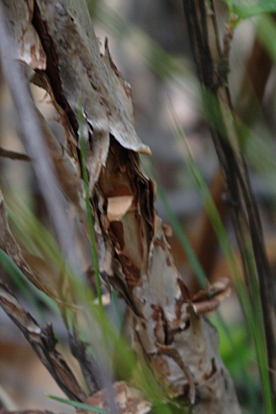 Close view of the shredding, multi-layered bark of Mountain Ninebark (Physocarpus monogynus) on a mature stem