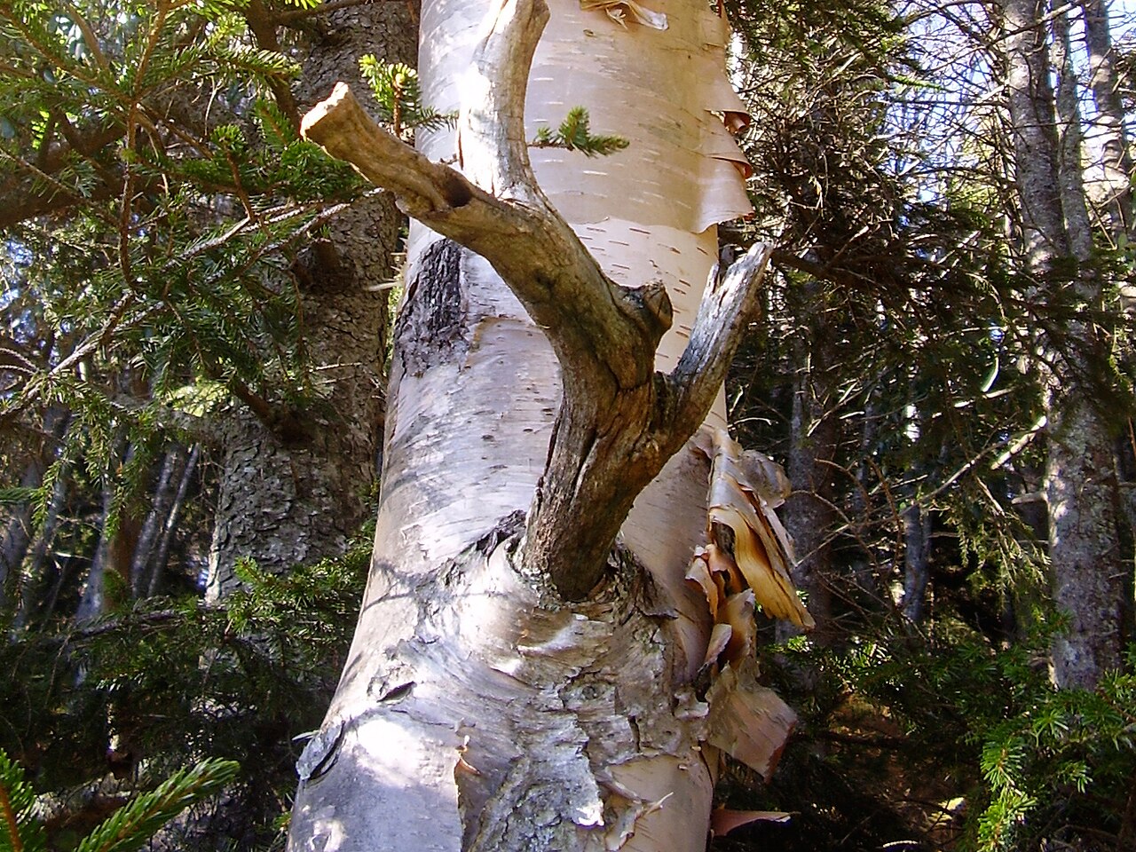 Close-up of Mountain Paper Birch (Betula cordifolia) peeling white and copper-colored bark, Mount Mitchell, North Carolina