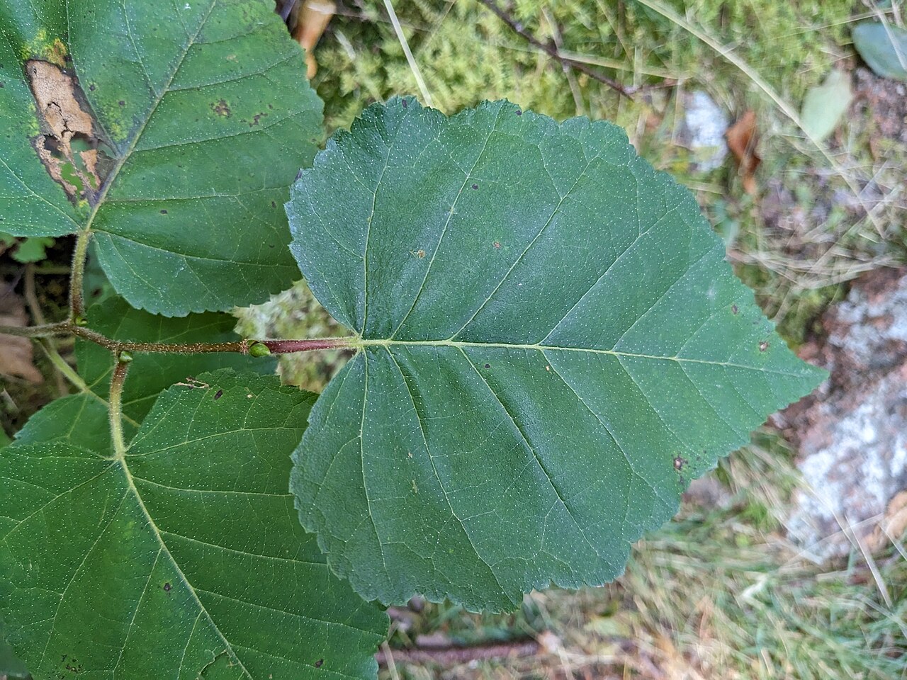 Mountain Paper Birch (Betula cordifolia) tree in its native forest habitat in the United States