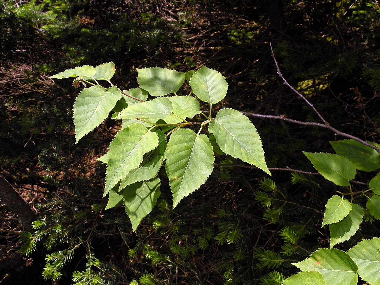 Mountain Paper Birch (Betula cordifolia)