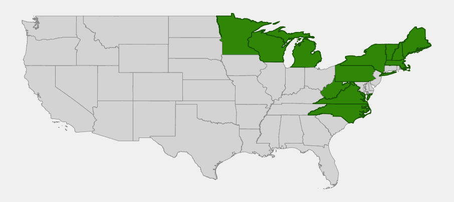 Native range map of Mountain Paper Birch (Betula cordifolia) showing distribution across Maine, New Hampshire, Vermont, New York, Pennsylvania, Massachusetts, Michigan, Wisconsin, Minnesota, Virginia, West Virginia, and North Carolina