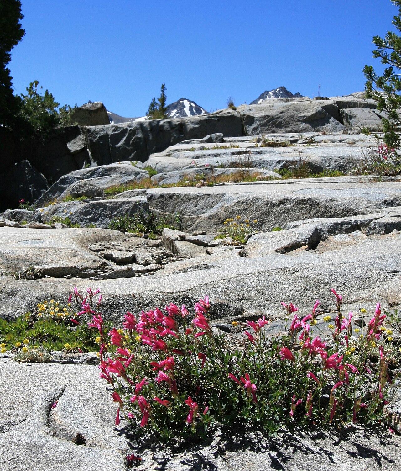 Mountain Pride (Penstemon newberryi) - PlantNative.org Mountain pride (Penstemon newberryi) flowering clump growing in a crack on a Sierra Nevada granite ledge with mountain peaks behind