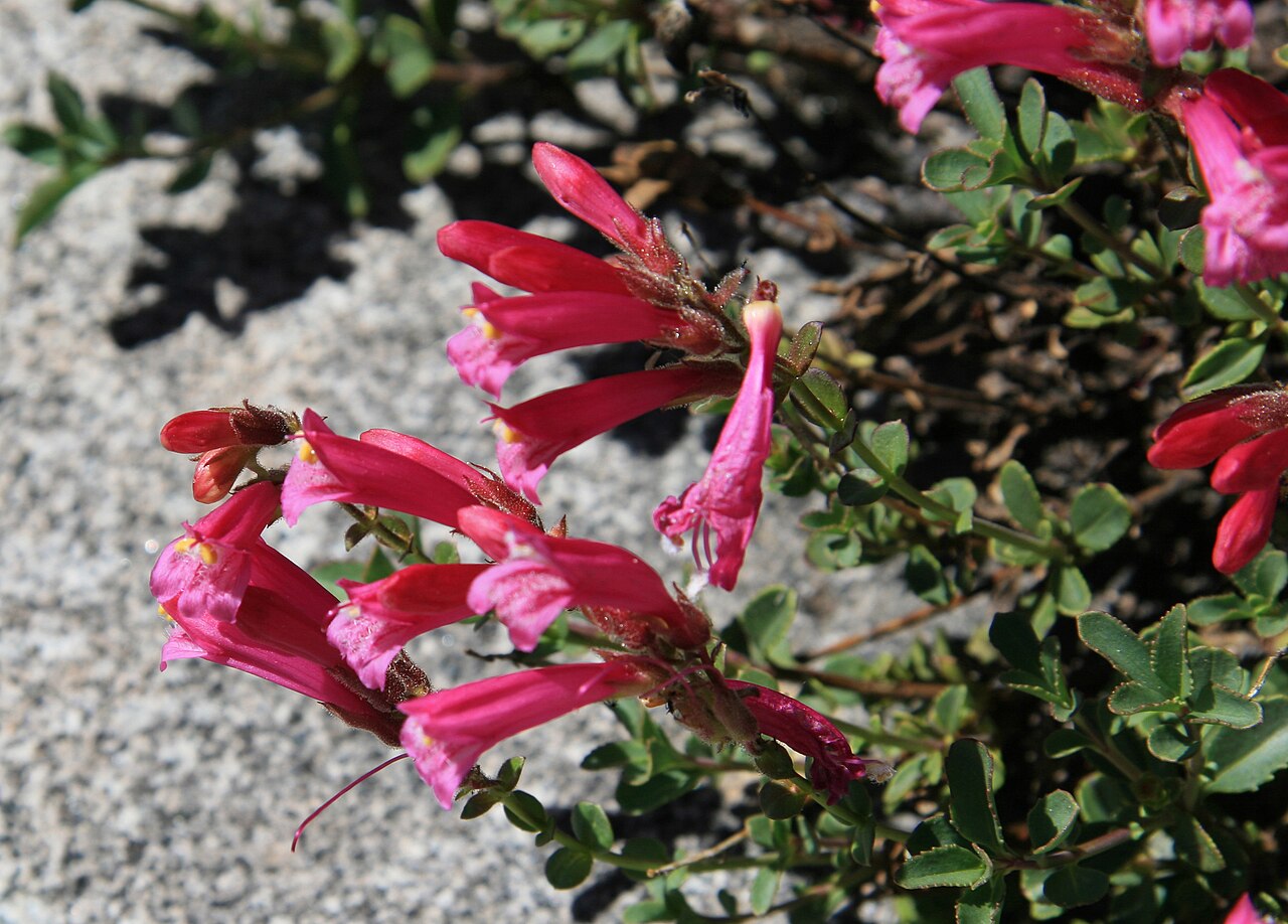 Mountain Pride (Penstemon newberryi) - PlantNative.org Close-up of magenta-pink tubular flowers of mountain pride (Penstemon newberryi) showing the fuzzy throat and leathery green foliage