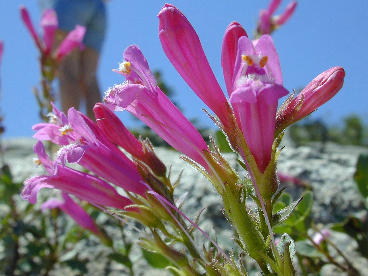 Mountain Pride (Penstemon newberryi) - PlantNative.org Mountain pride (Penstemon newberryi) growing from a crack in granite rock on Sentinel Dome in Yosemite National Park