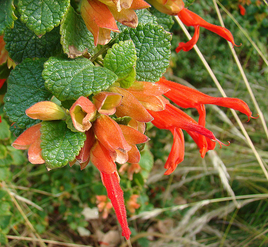 Mountain Sage (Salvia regla) - PlantNative.org Close-up of Mountain sage (Salvia regla) flower cluster showing orange-red tubular blooms and apricot-tinged calyces