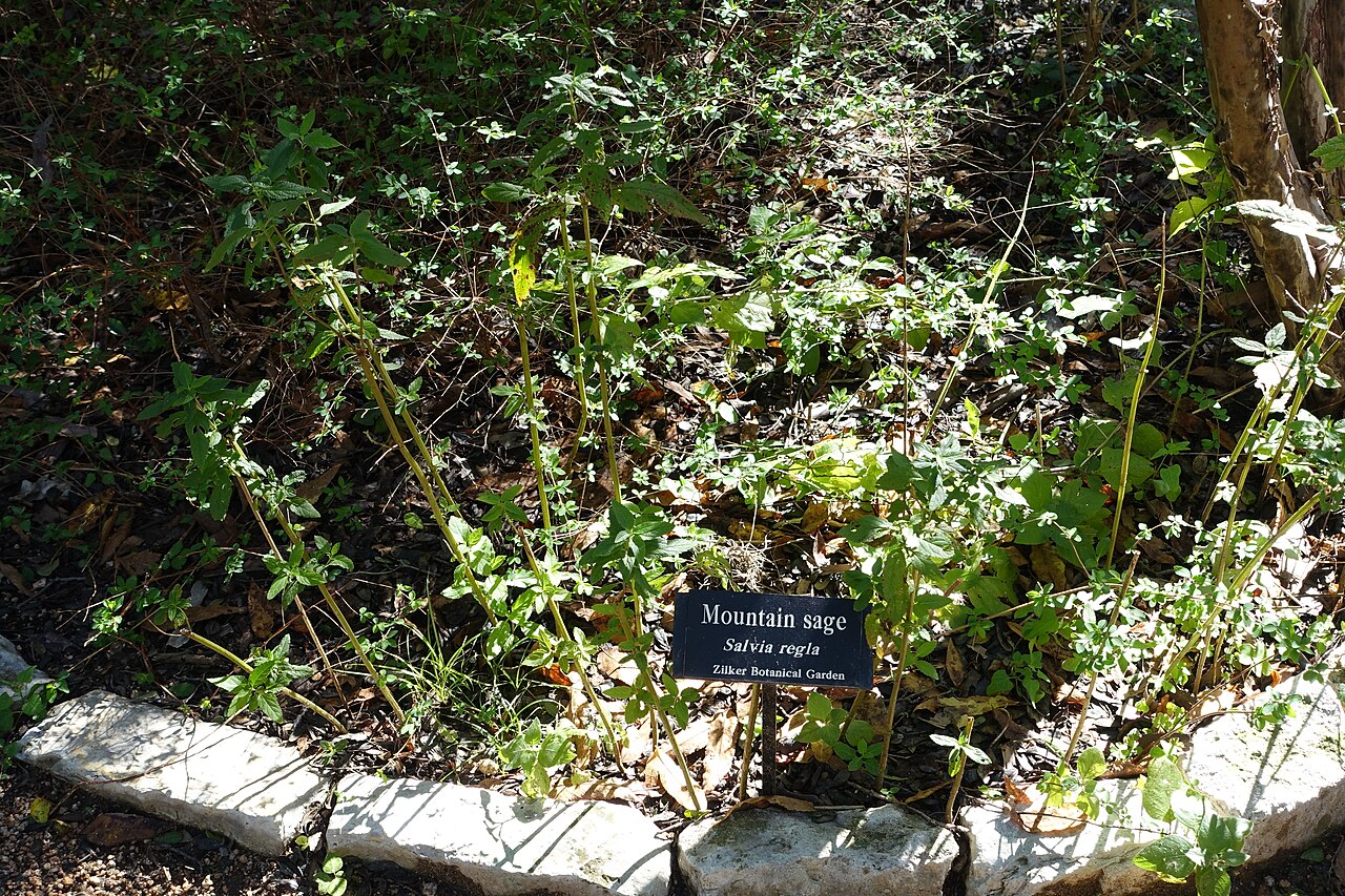 Mountain Sage (Salvia regla) - PlantNative.org Mountain sage (Salvia regla) growing as a mounding shrub in a Texas botanical garden planting