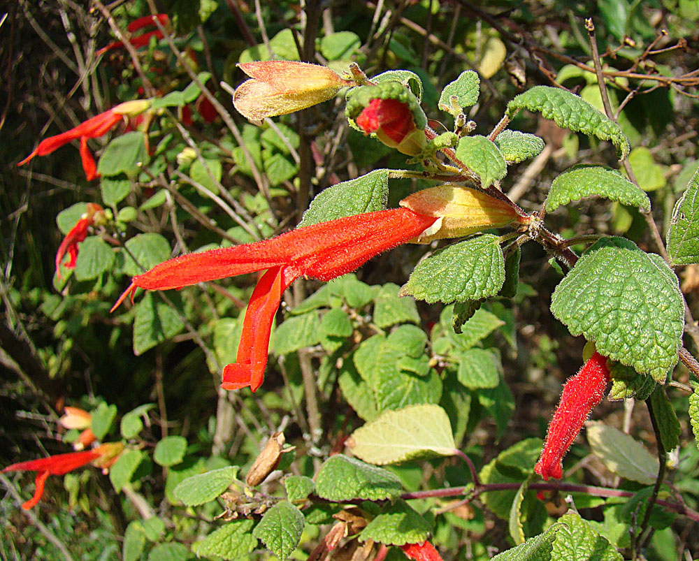 Mountain Sage (Salvia regla) - PlantNative.org Mountain sage (Salvia regla) branch with tubular orange-red flowers and rounded, veined leaves