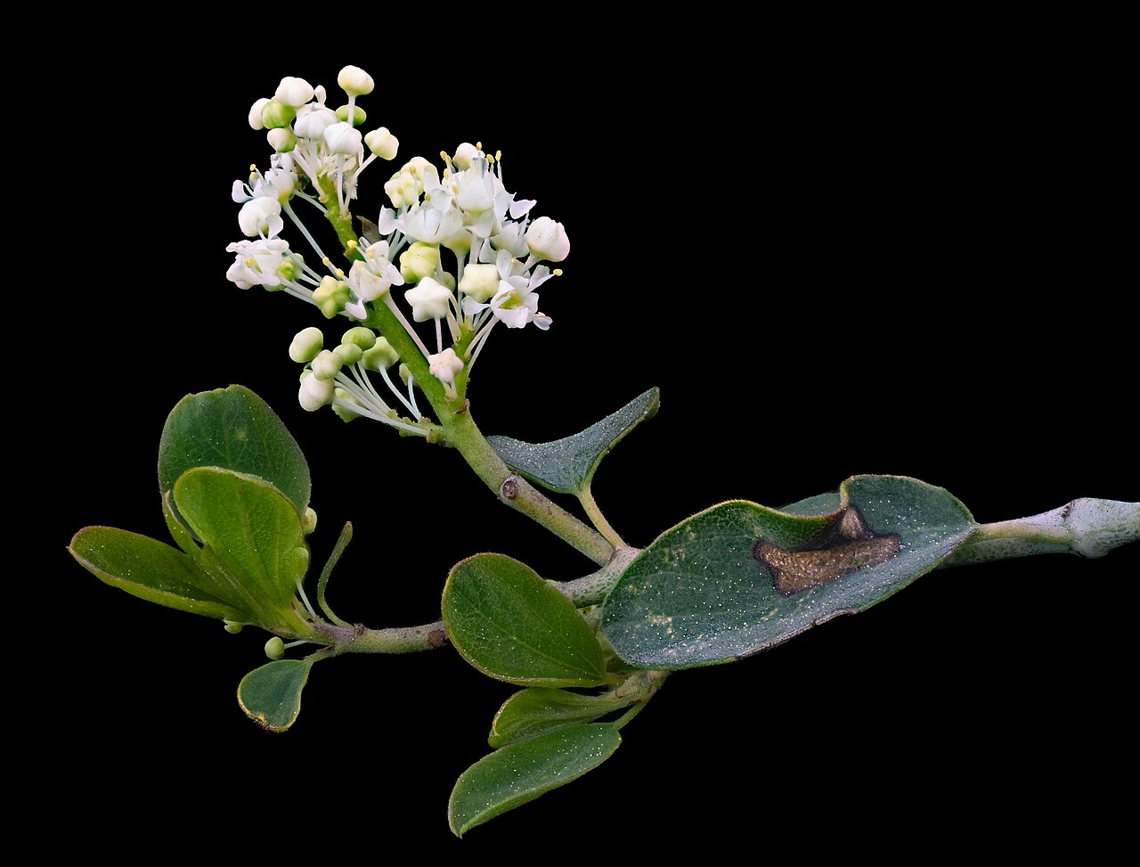 Close-up of mountain whitethorn (Ceanothus cordulatus) white flower cluster, oval three-ribbed leaves, and spine-tipped stem