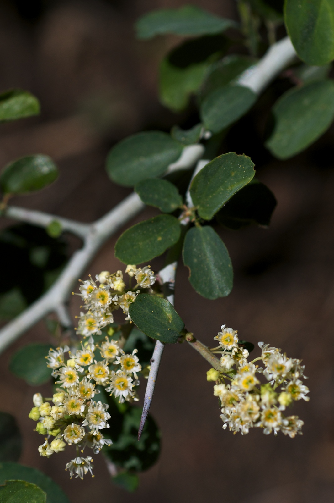 Mountain whitethorn (Ceanothus cordulatus) branch with spine-tipped stems, small oval leaves, and clusters of white flowers