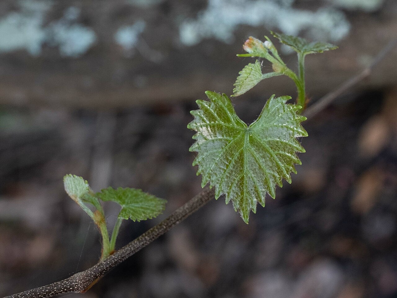 Muscadine (Vitis rotundifolia) - PlantNative.org Close-up of a young Muscadine (Vitis rotundifolia) leaf showing coarse teeth and unbranched tendril
