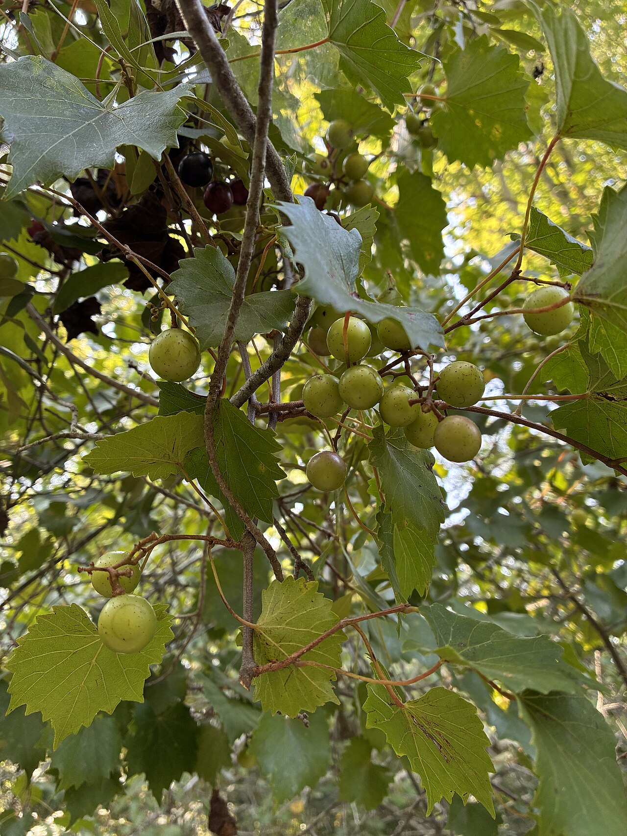 Muscadine (Vitis rotundifolia)