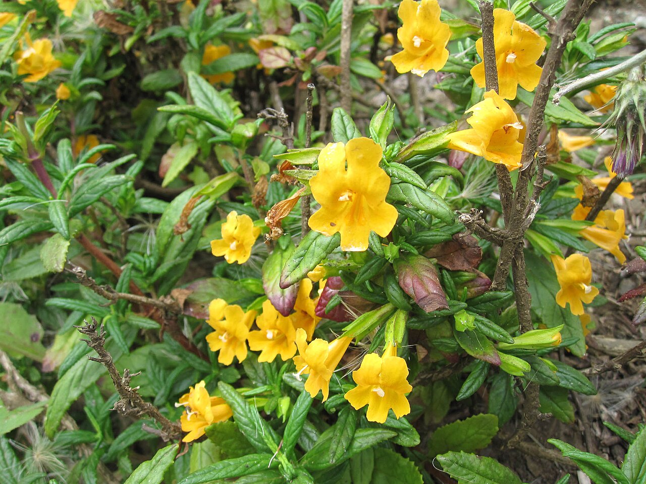 Muskflower (Mimulus moschatus) - PlantNative.org Sprawling mat of Muskflower (Mimulus moschatus) with hairy leaves and numerous small yellow tubular flowers growing along a wet streambank