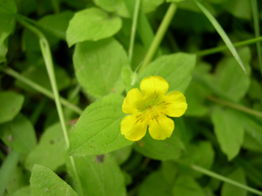 Muskflower (Mimulus moschatus) - PlantNative.org Single yellow Muskflower bloom surrounded by broad green leaves in a shaded wet habitat in southwestern Idaho