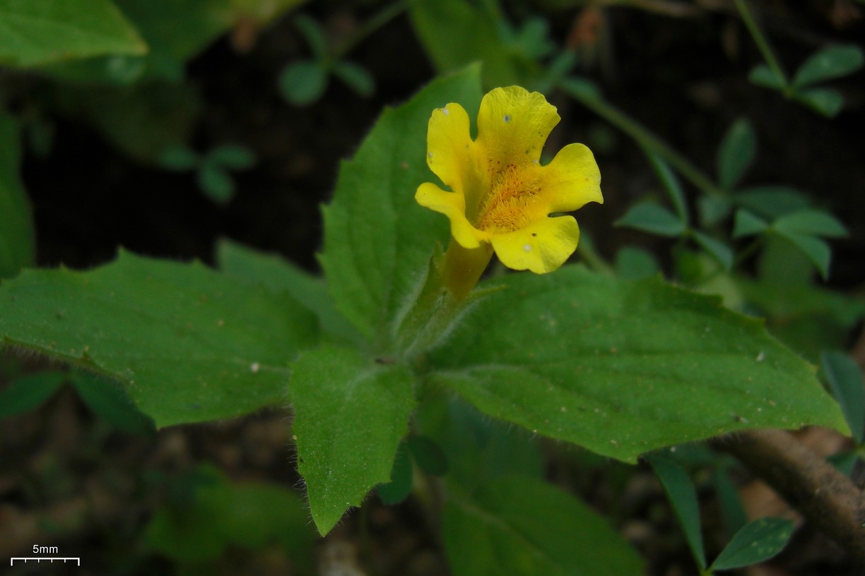 Muskflower (Mimulus moschatus) - PlantNative.org Close-up of a single yellow Muskflower bloom with reddish throat speckling, shown beside hairy, toothed opposite leaves and a 5mm scale bar