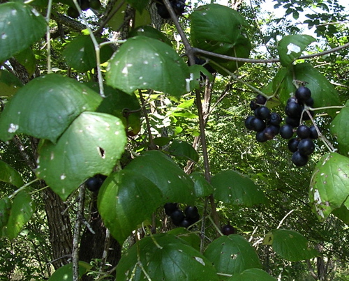 Clusters of ripe dark purple Mustang Grape berries hanging among the leaves