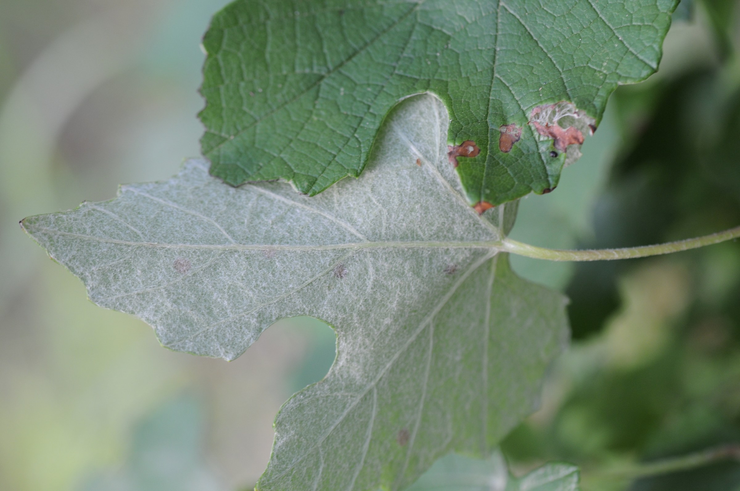 Mustang Grape leaf showing dark green upper surface and dense white woolly underside