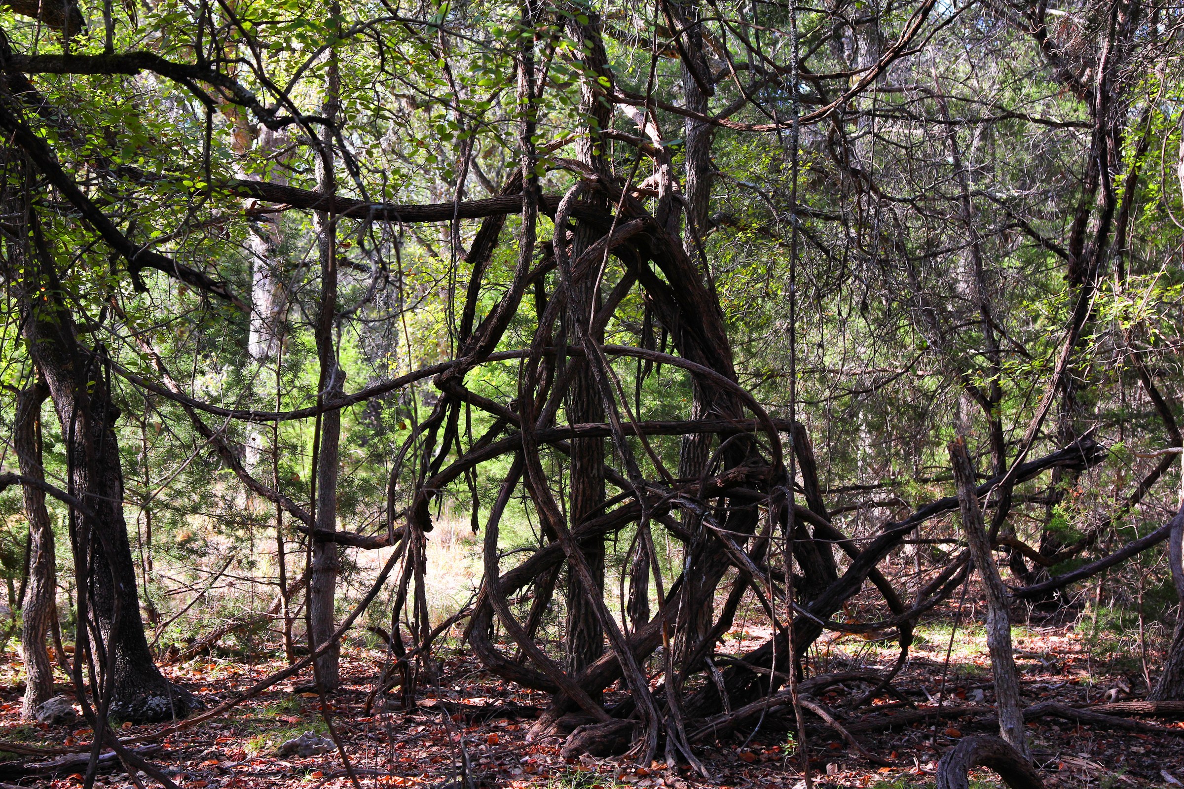 Mustang Grape (Vitis mustangensis) vines climbing over trees in a Texas woodland