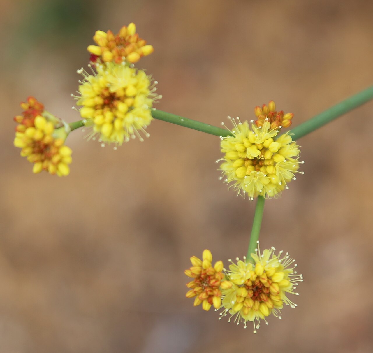 Naked Buckwheat (Eriogonum nudum) - PlantNative.org Close-up of naked buckwheat flower clusters showing small ball-shaped heads of yellow flowers held on bare, forking stems