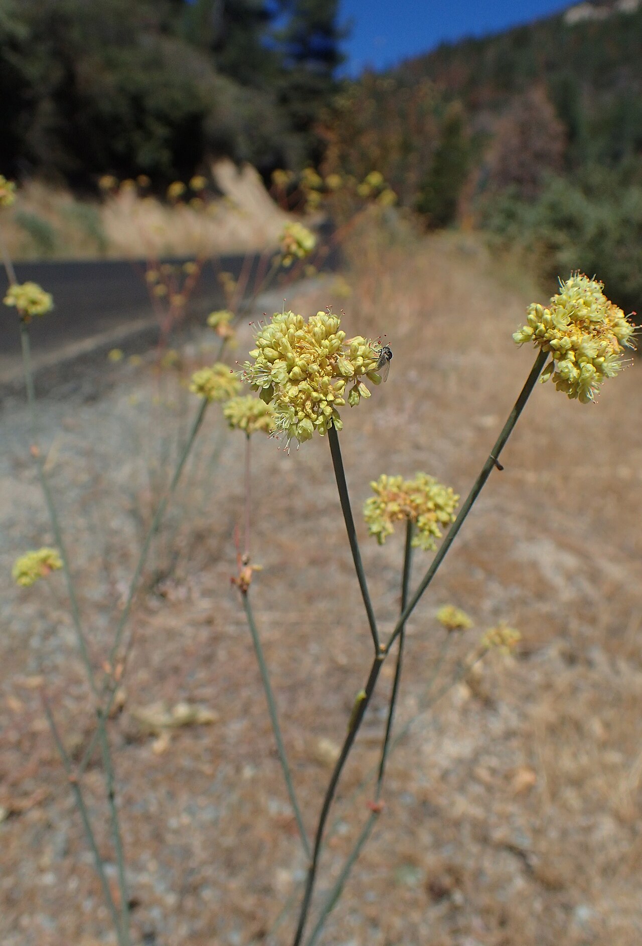 Naked Buckwheat (Eriogonum nudum) - PlantNative.org Naked buckwheat growing wild at a forest edge with a flying insect visiting the yellow flower clusters