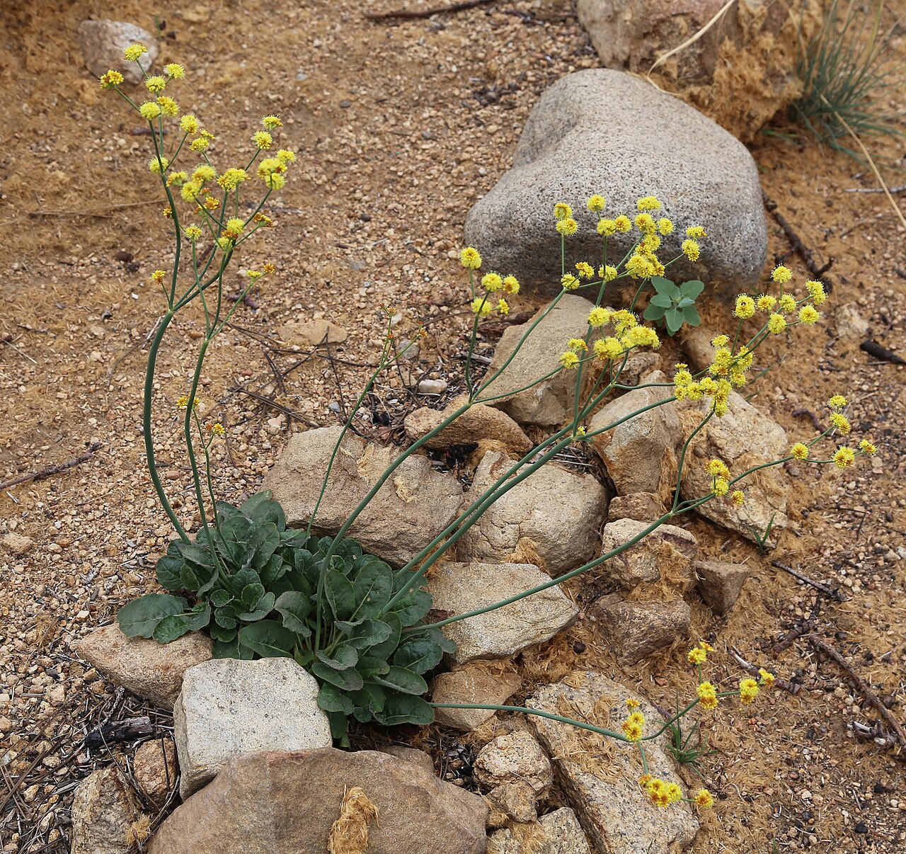 Naked Buckwheat (Eriogonum nudum) - PlantNative.org Naked buckwheat (Eriogonum nudum) plant with a basal rosette of leaves and tall, nearly leafless flowering stems topped with yellow ball-shaped flower clusters