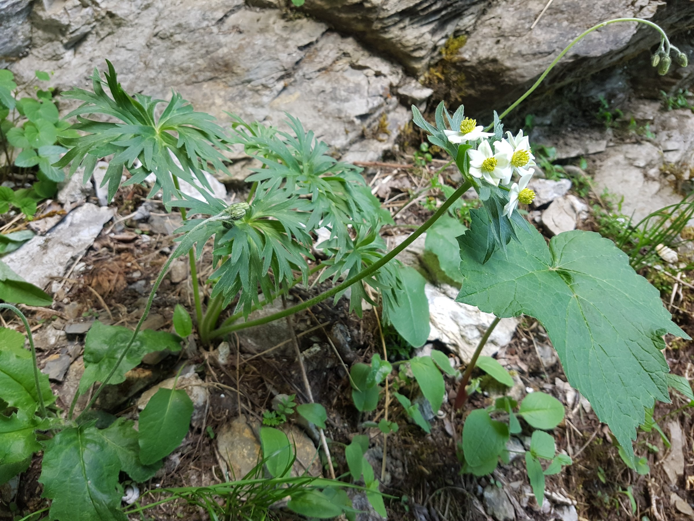 Narcissus Anemone (Anemone narcissiflora) - PlantNative.org Narcissus anemone growing among rocky alpine terrain with basal fern-like foliage visible