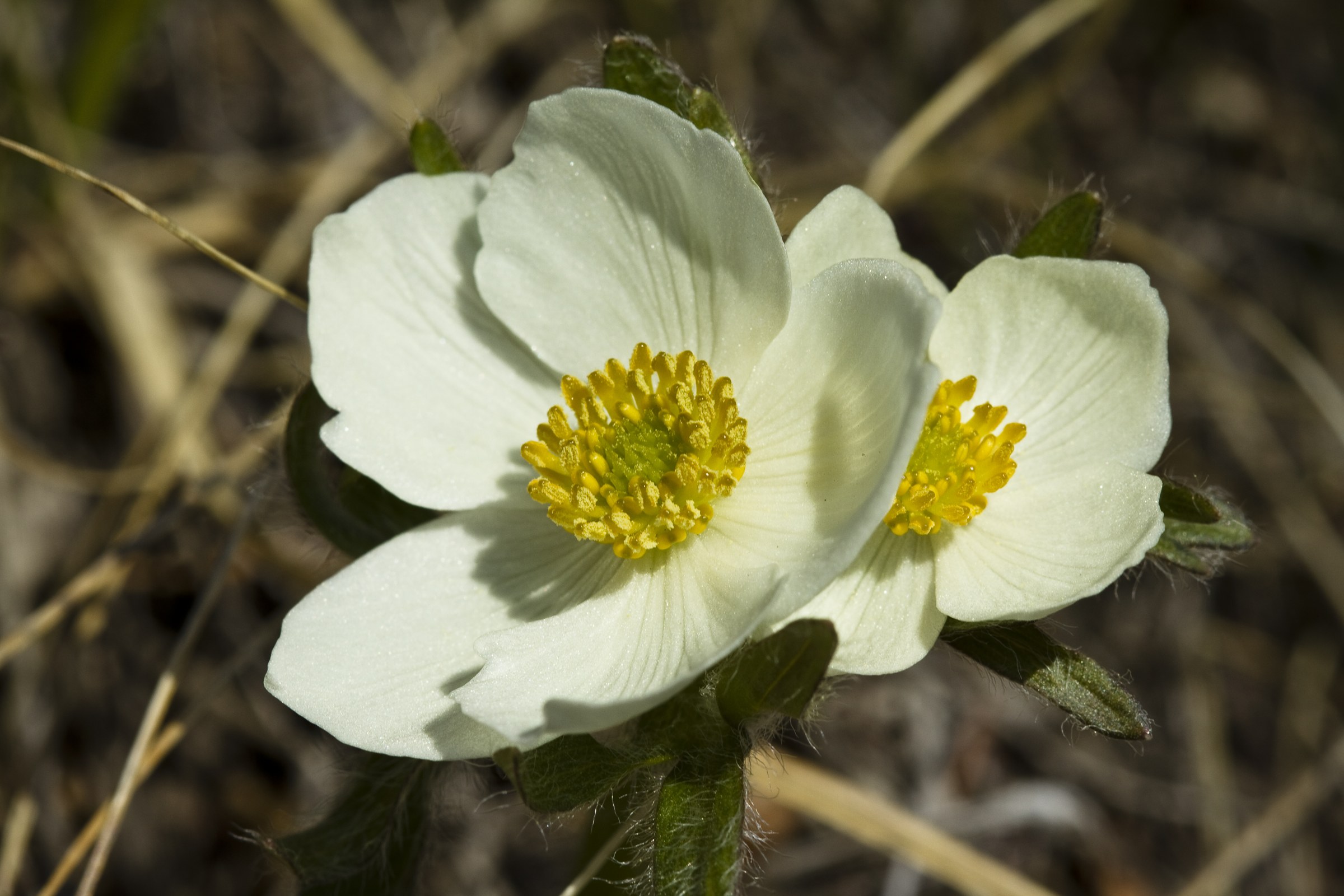 Narcissus Anemone (Anemone narcissiflora) - PlantNative.org Narcissus anemone (Anemone narcissiflora) flowers with creamy white petals and yellow centers blooming among dry grasses in Denali National Park, Alaska