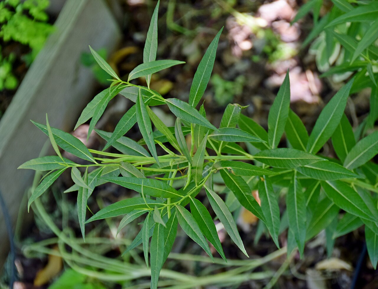 Full clump of narrowleaf bluestar showing its fine, thread-like foliage texture in a botanical garden planting