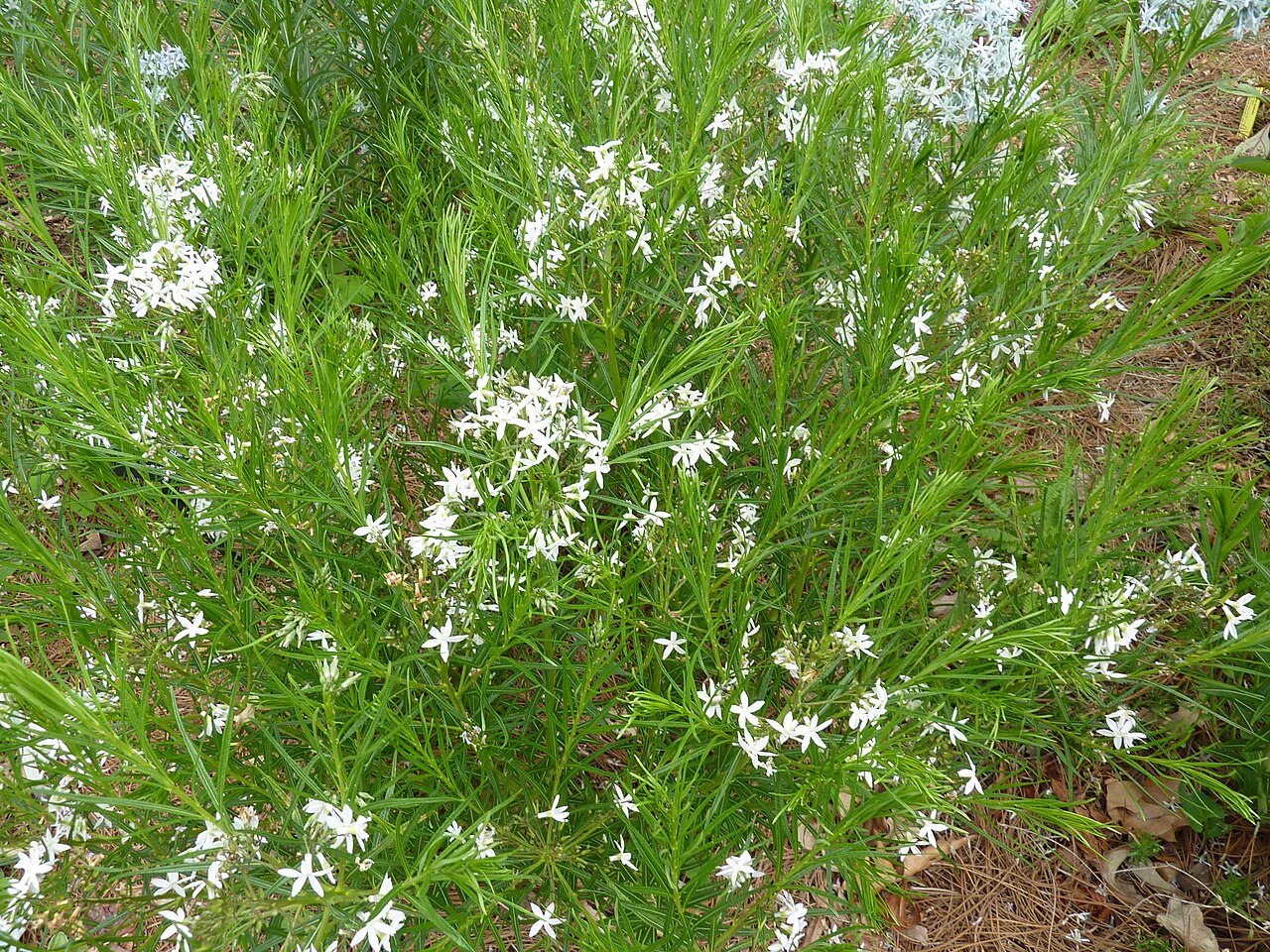 Clusters of pale blue, star-shaped narrowleaf bluestar flowers rising above fine, thread-like foliage