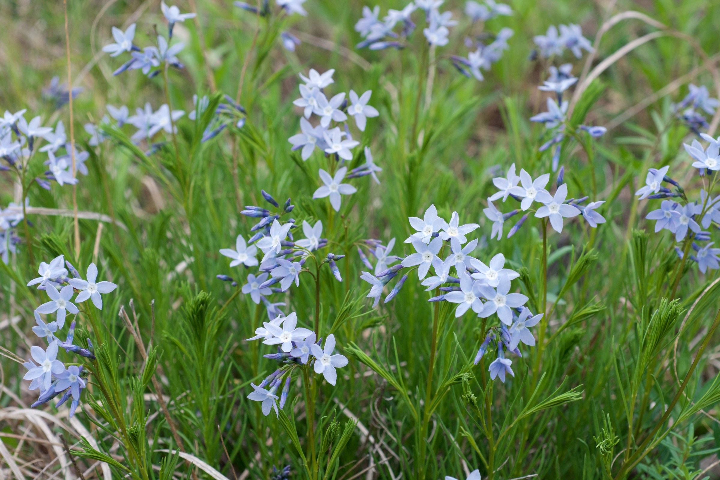 Narrowleaf bluestar (Amsonia ciliata) clump with thread-like leaves growing wild at Rock Creek Natural Area in Arkansas