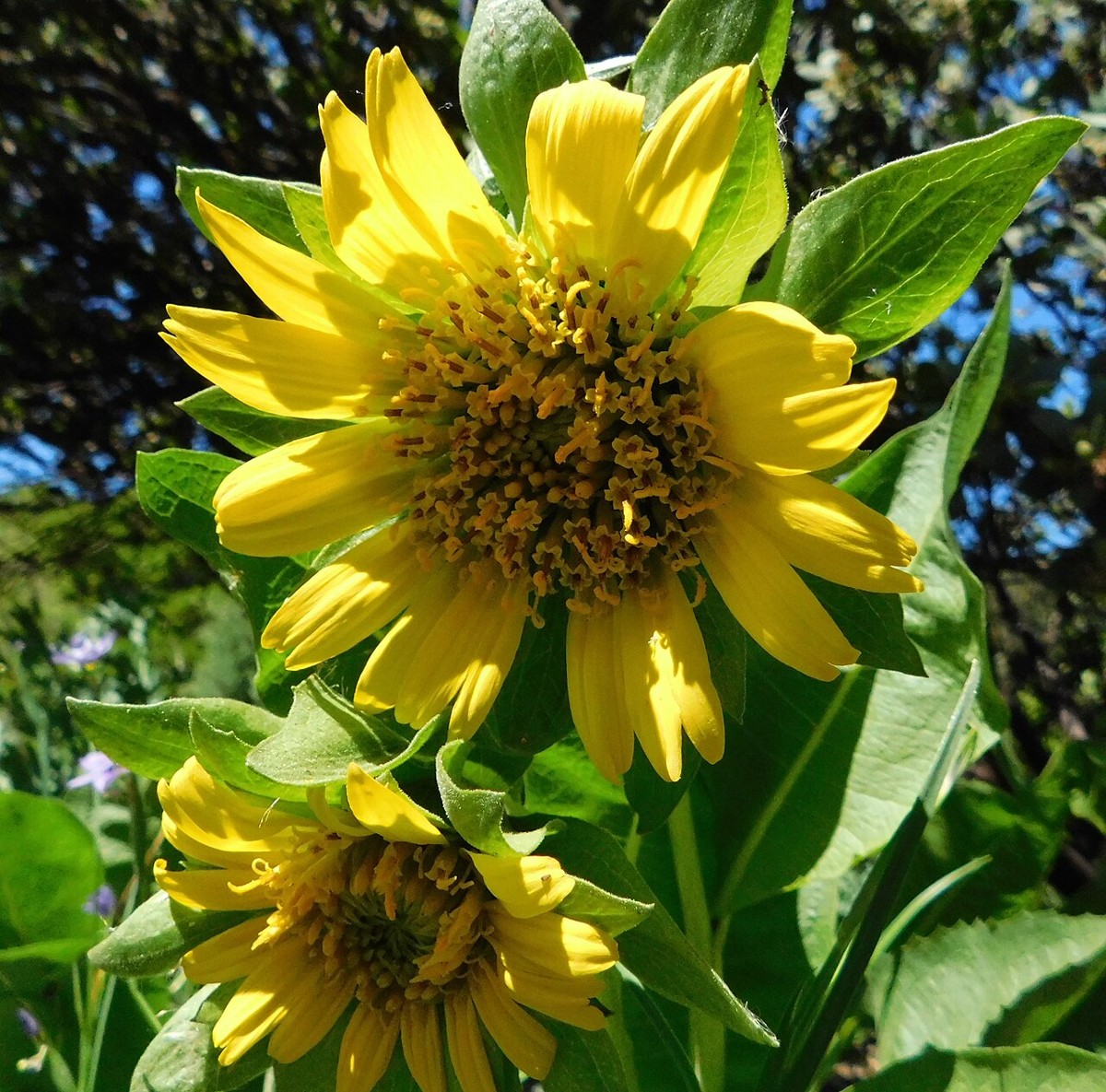 Narrowleaf Mule's Ears (Wyethia angustifolia) - PlantNative.org Close-up of narrowleaf mule's ears (Wyethia angustifolia) flower heads with narrow green leaves