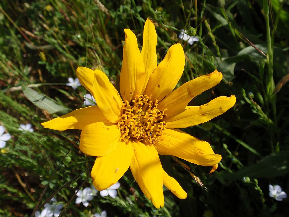Narrowleaf Mule's Ears (Wyethia angustifolia) - PlantNative.org Bright yellow flower of narrowleaf mule's ears (Wyethia angustifolia) growing among grasses and wildflowers