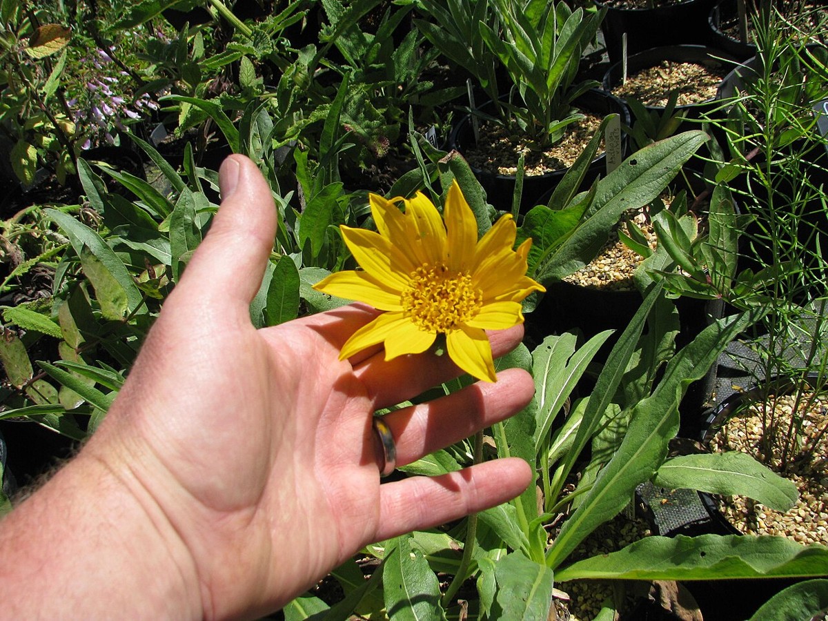 Narrowleaf Mule's Ears (Wyethia angustifolia) - PlantNative.org Narrowleaf mule's ears (Wyethia angustifolia) flower held to show scale, with narrow lance-shaped leaves visible in background