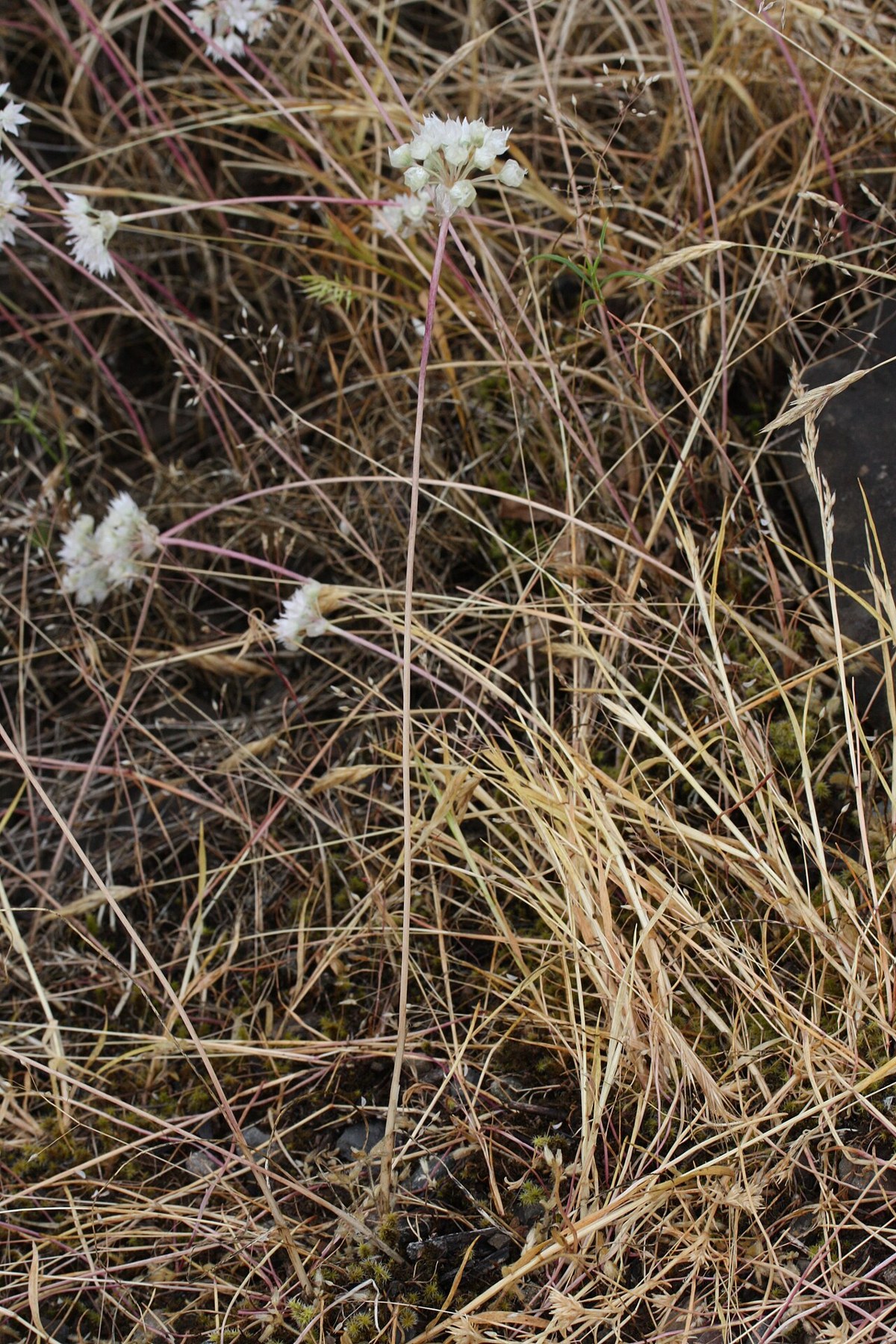 Plant Rising Up Narrowleaf Onion (Allium amplectens): Native Plant Guide
