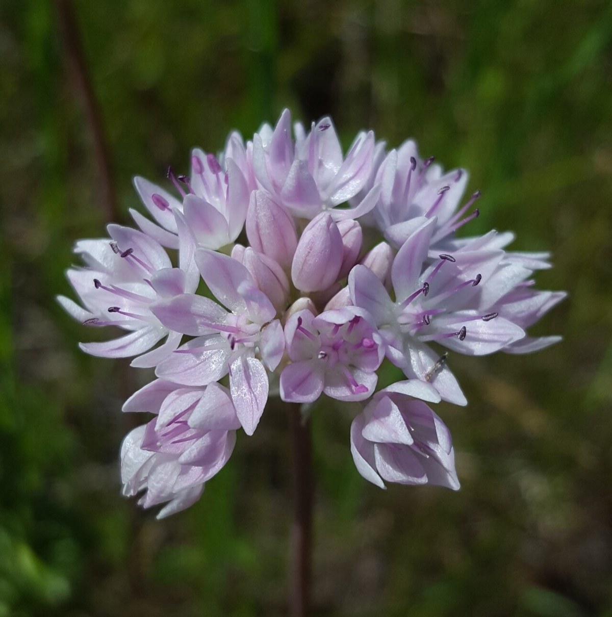 Narrowleaf onion (Allium amplectens) flower cluster showing pale pink and white star-shaped florets