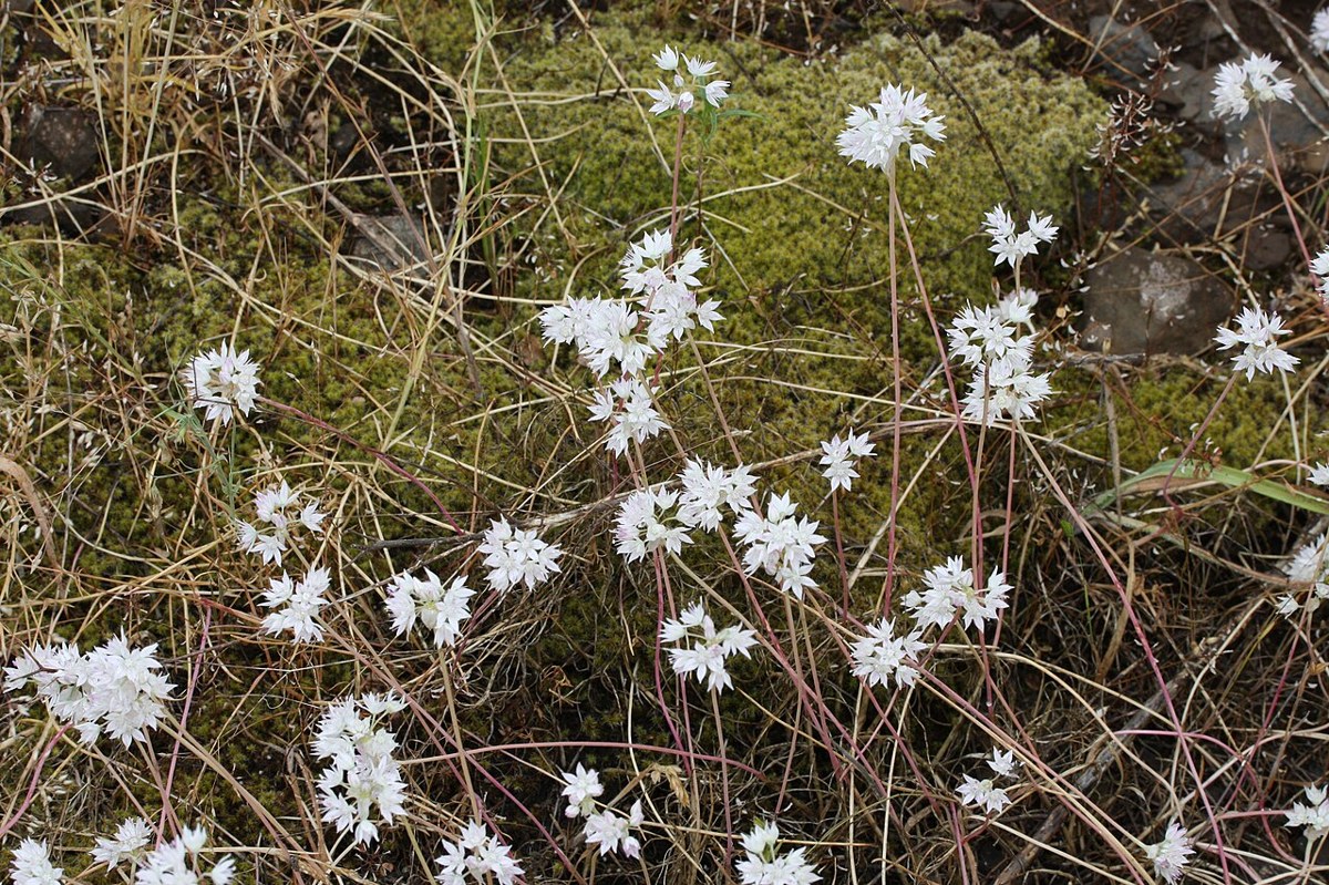 Narrowleaf onion flowering among moss and dry grass on a California hillside