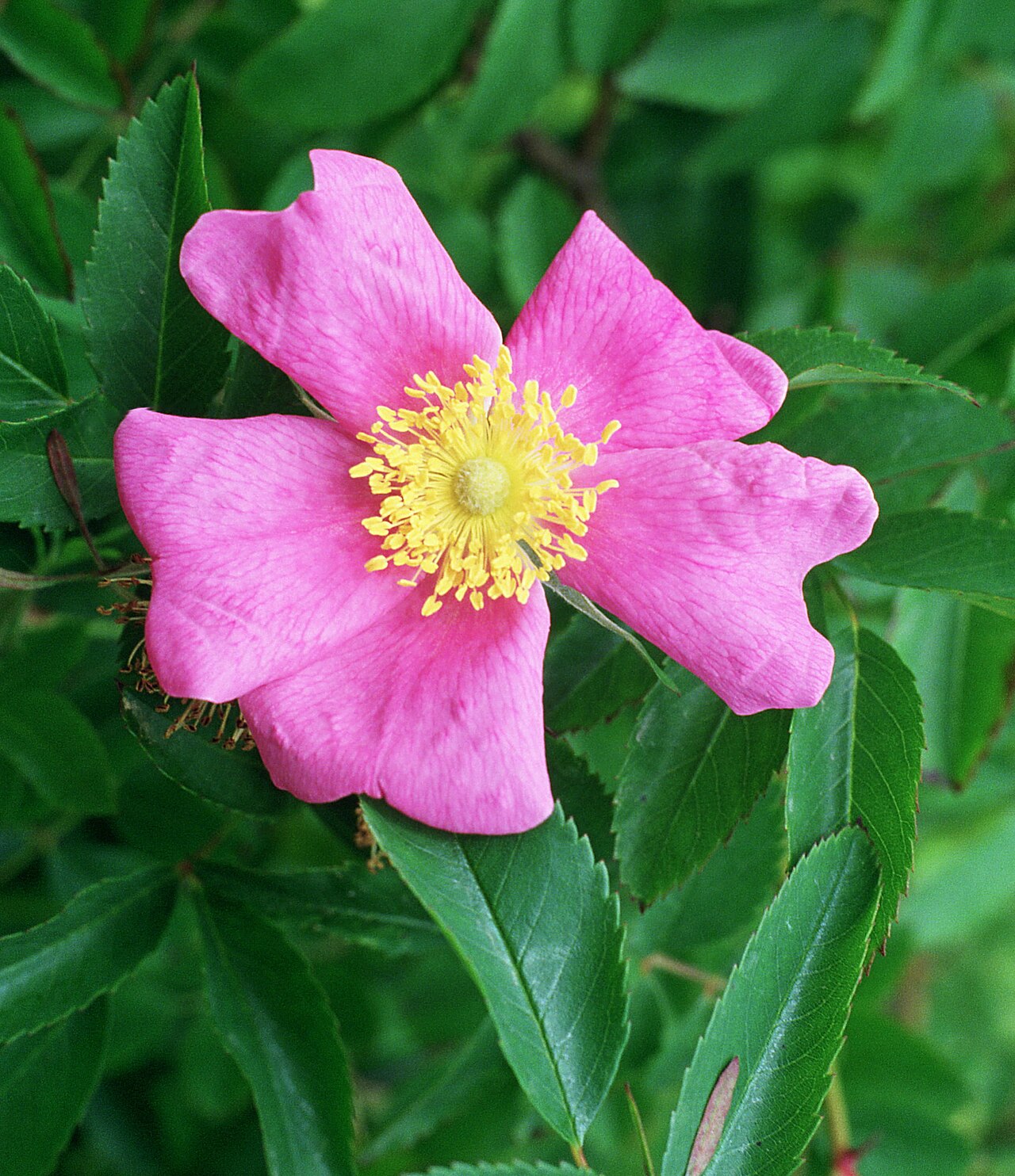 Close-up of a bright pink White Prairie Rose flower with yellow stamens and narrow leaflets