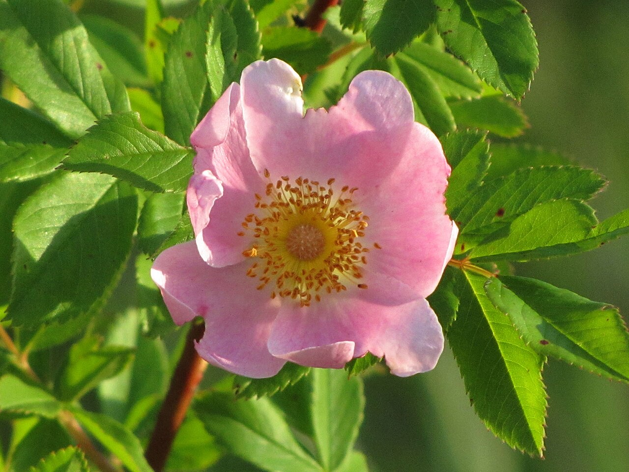 White Prairie Rose (Rosa foliolosa) flower showing single pink petals with a cluster of yellow stamens, surrounded by narrow leaflets