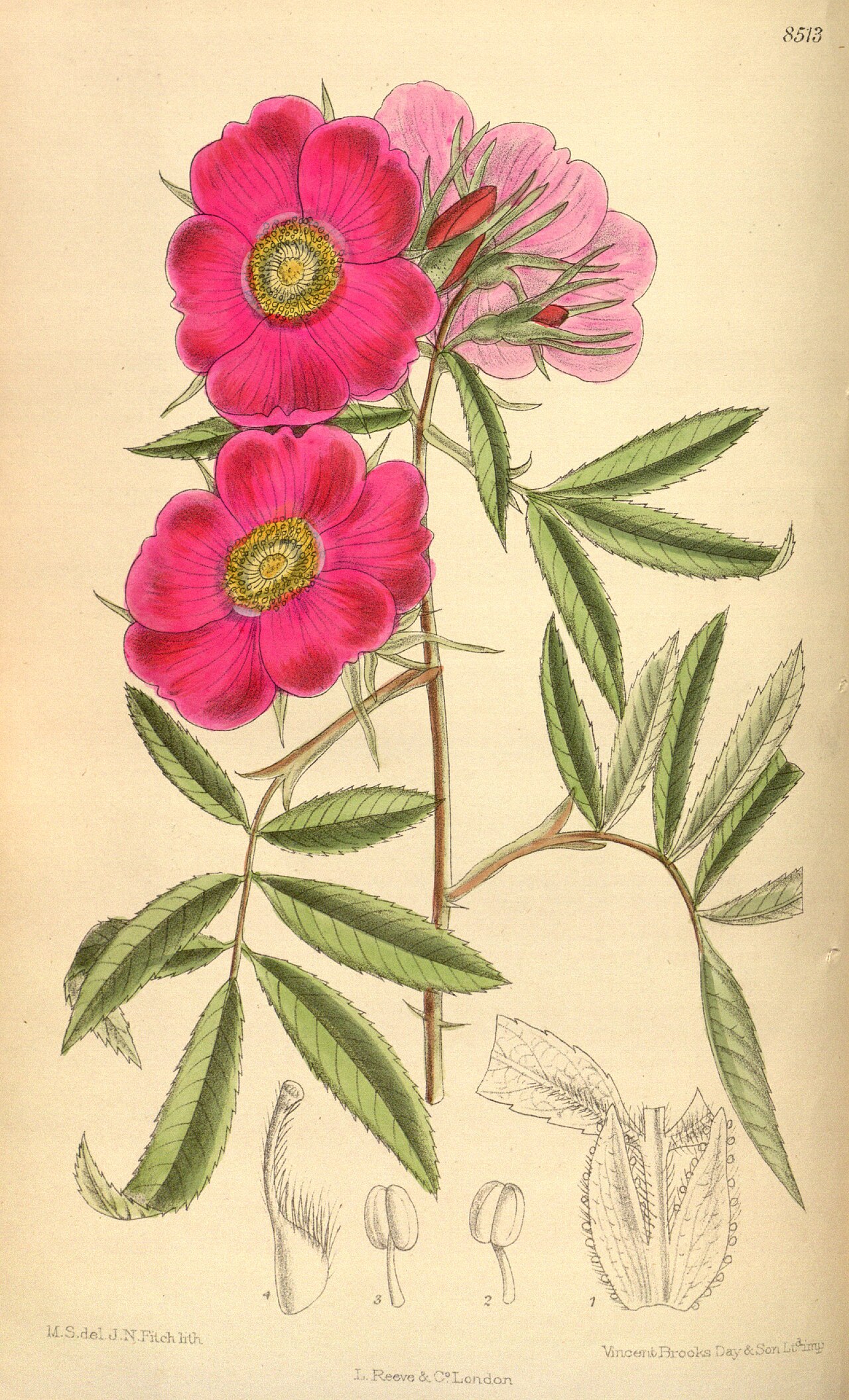Historical botanical illustration of White Prairie Rose showing narrow compound leaflets, cerise-pink flowers, buds, and fruit detail
