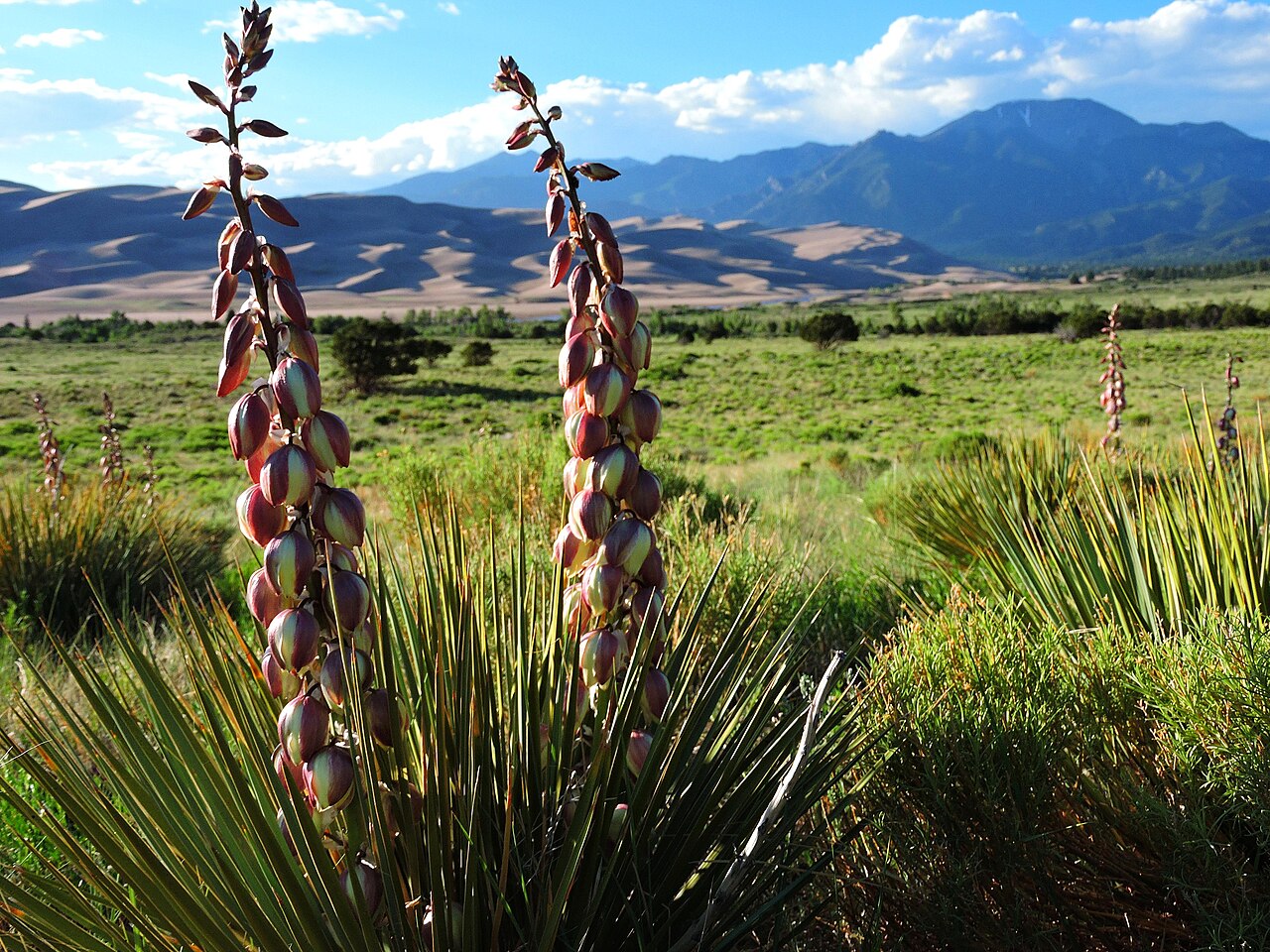 Tall flower stalks of narrowleaf yucca (Yucca angustissima) covered in pendant cream and purple-tinged blossoms, with the Great Sand Dunes and Sangre de Cristo Mountains in the background
