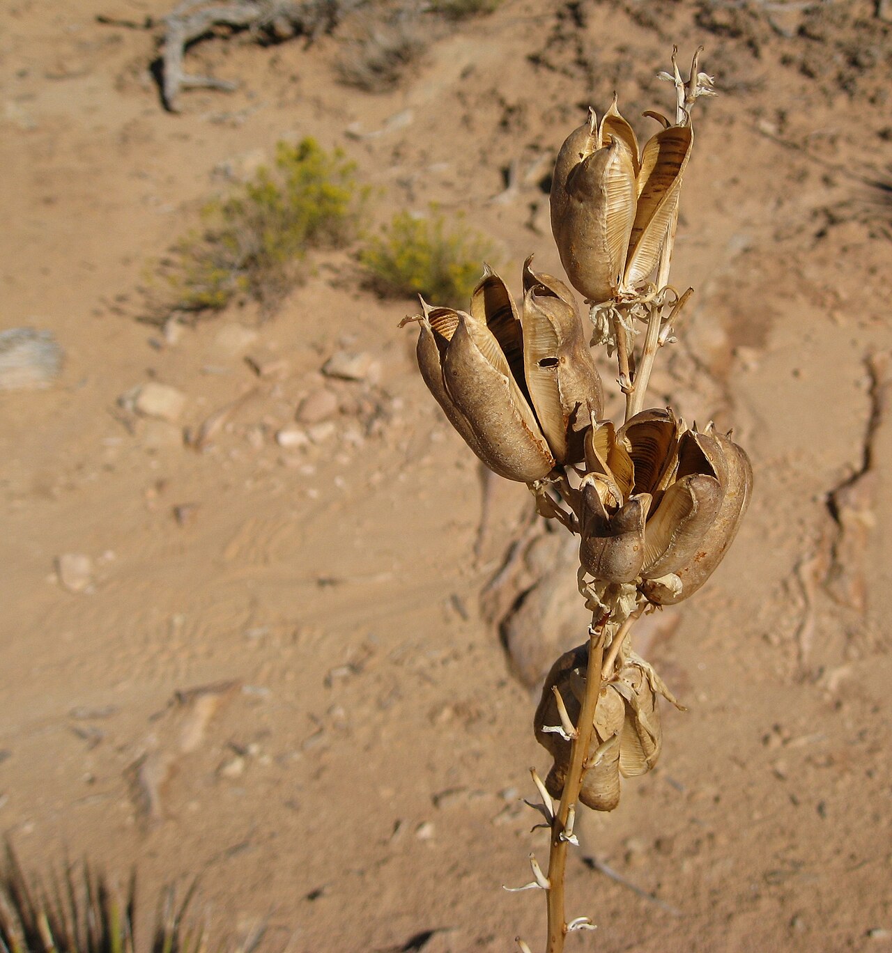 Dry, brown, three-chambered seed capsules of narrowleaf yucca (Yucca angustissima) on a dried flower stalk